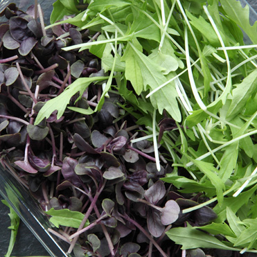 Microcress